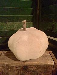 F-102 White round pumpkin   